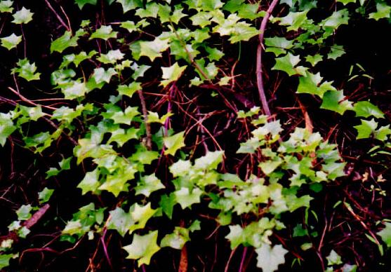 German Ivy – Delairea odorata (Senecio mikanioides)