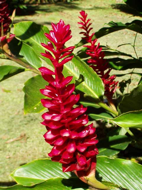 Shell Ginger – Alpinia spp.