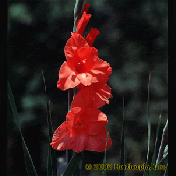 Mini Gladiolus – Gladiolus spp.