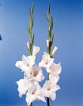 Sword Lily – Gladiolus spp.