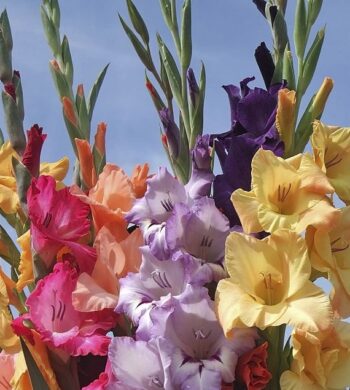 Gladiolus Colors of Summer
