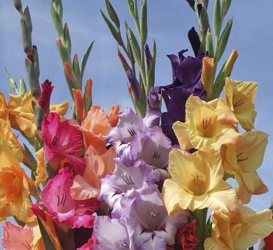 Gladiolus Colors of Summer