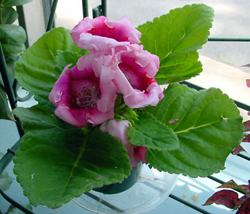 Gloxinia – Sinningia speciosa