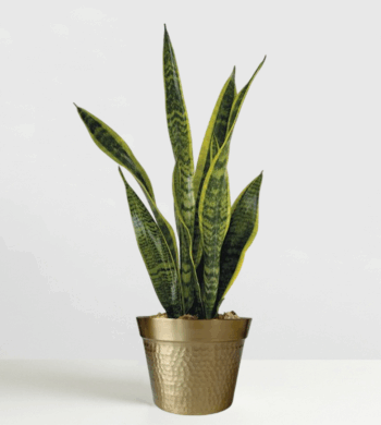 Golden Glow Sansevieria Plant