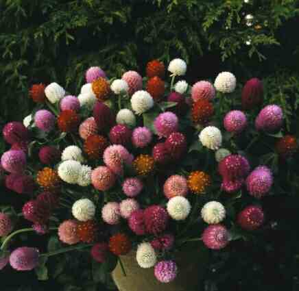 Globe-Amaranth – Gomphrena globosa