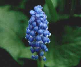 Grape Hyacinth – Muscari armeniacum, M. botryoides