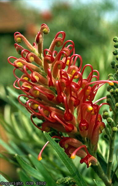 Silk Oak – Grevillea spp. (G. banksii, G. whiteana)