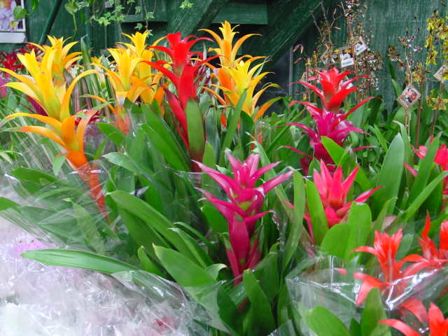 Guzmania – Guzmania spp.