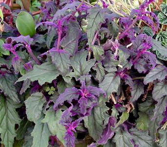 Velvet Plant – Gynura aurantiaca and G. spp.