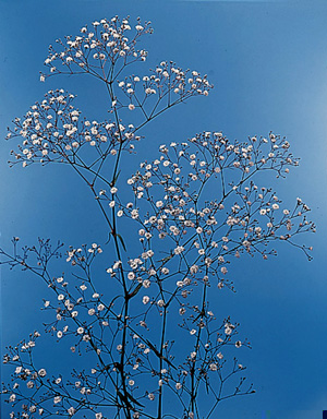 Gypsophila, Baby's Breath