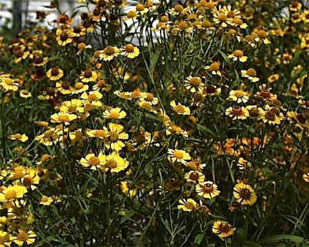 Sneezeweed – Helenium autumnale and H. spp.