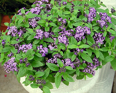 Heliotrope – Heliotropium spp.