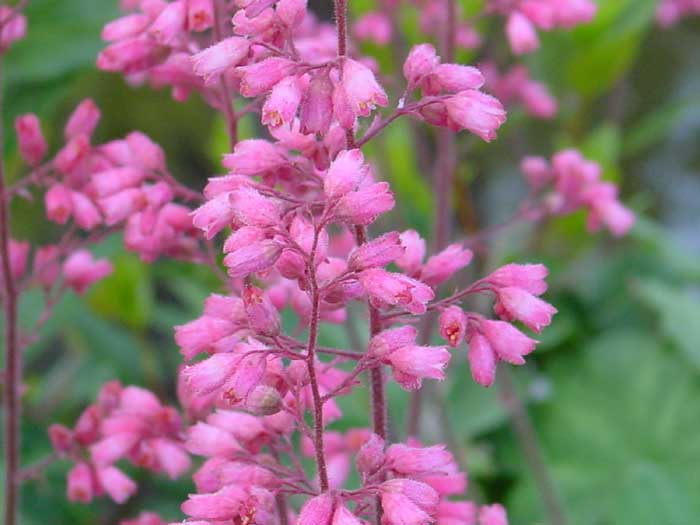 Coral Bells – Heuchera spp. (mostly H. sanguinea)