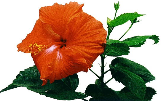 Rose-Mallow – Hibiscus rosa-sinensis