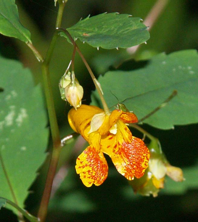 Jewelweed Spotted Touch Me Not Flower