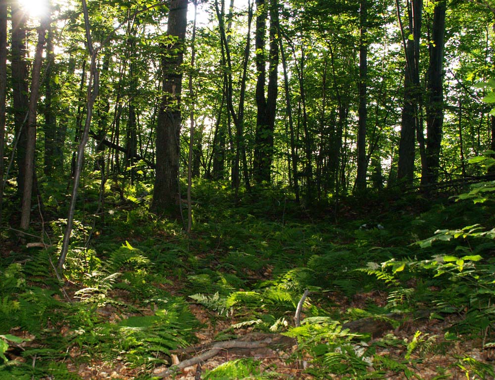 Ferns on the Ridge of Passing the Horizon