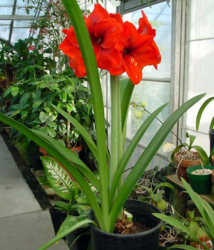 Amaryllis – Hippeastrum spp. (Amaryllis spp.)