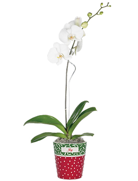 Holiday Joy Orchid