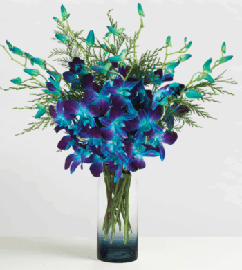 Holiday Sapphire Orchids