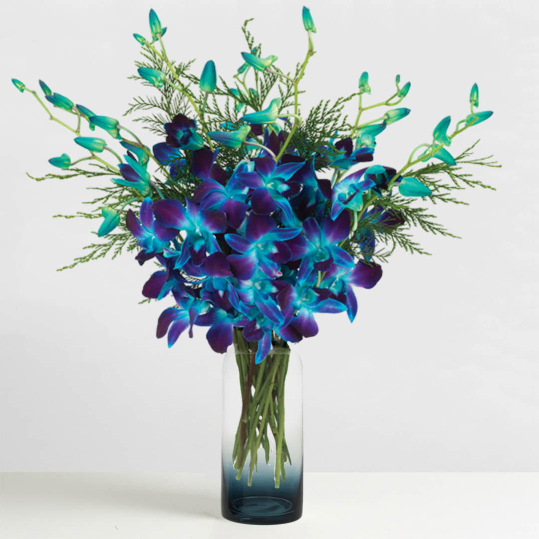 Holiday Sapphire Orchids
