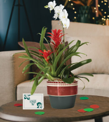 Miracle Orchid Bromeliad Garden