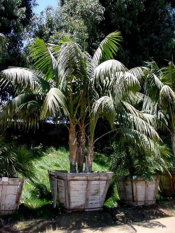 Kentia Palm – Howea forsteriana