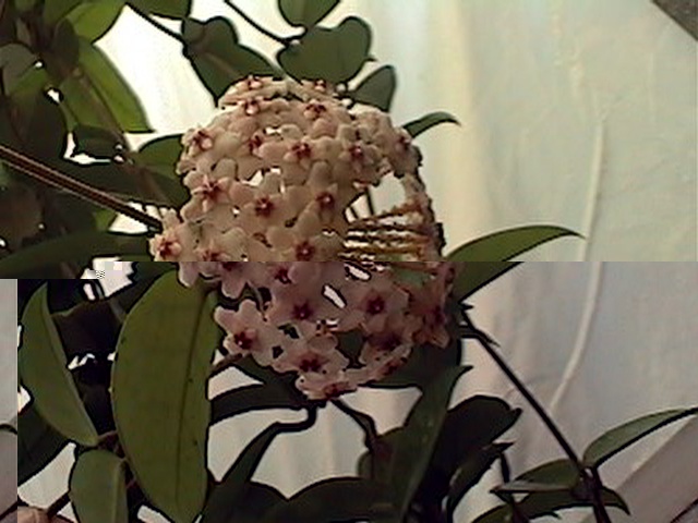 Wax Vine – Hoya spp.