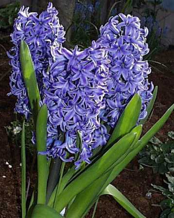 Hyacinth – Hyacinthus orientalis