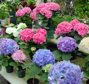 Hydrangea Plants