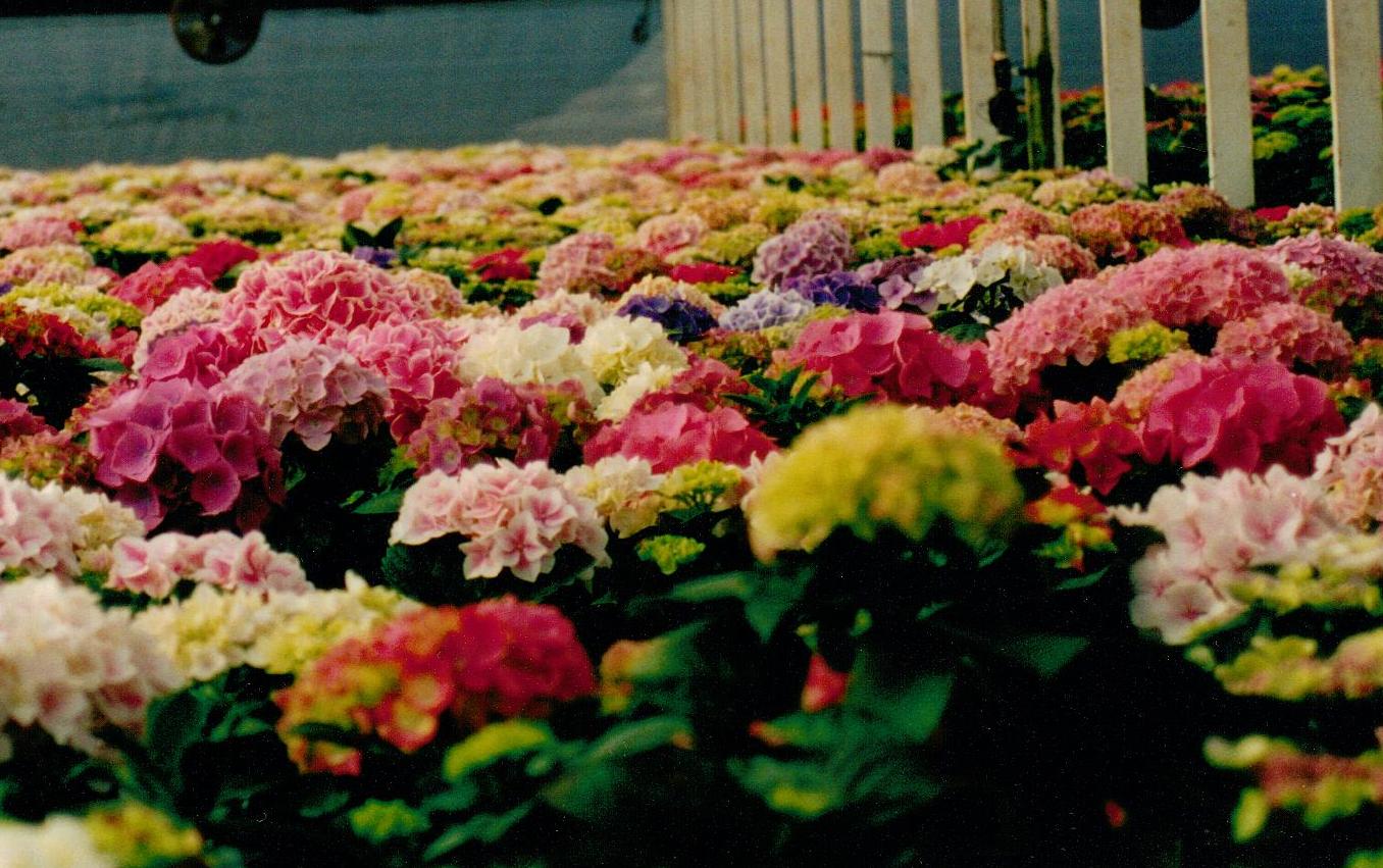 Greenhouse Hydrangeas