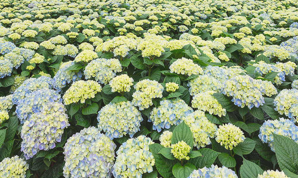 Blue Hydrangeas