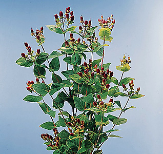 Hypericum – Hypericum androsaemum or H. spp.