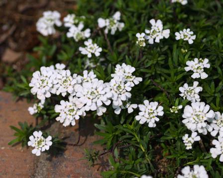 Candytuft – Iberis umbellata