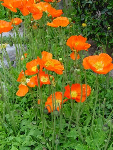 Iceland Poppy – Papaver nudicaule