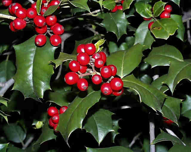 Image of Holly (Ilex spp.) plant