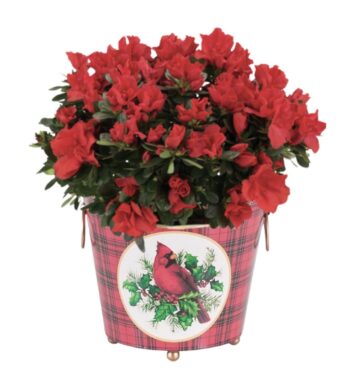 Vintage Christmas Azalea
