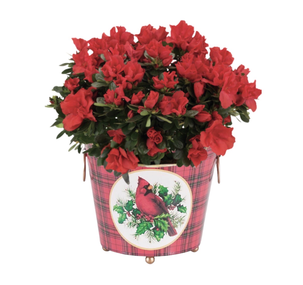 Vintage Christmas Azalea