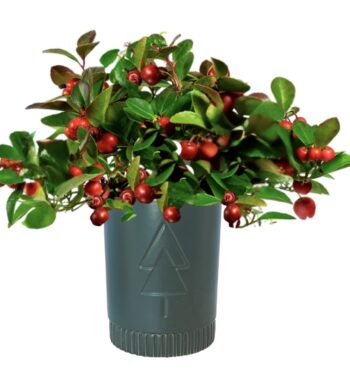 Winterberry