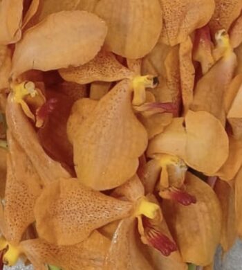 Orange Bom Dendrobiums