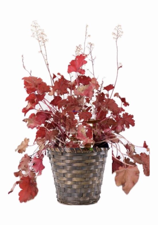 Peach Coral Bells Plant