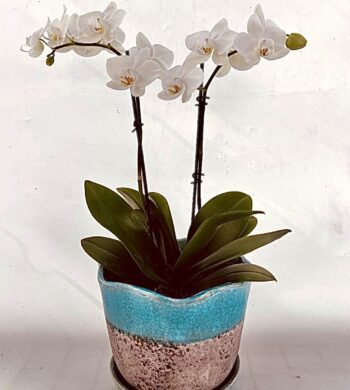Double White Phalaenopsis Orchids