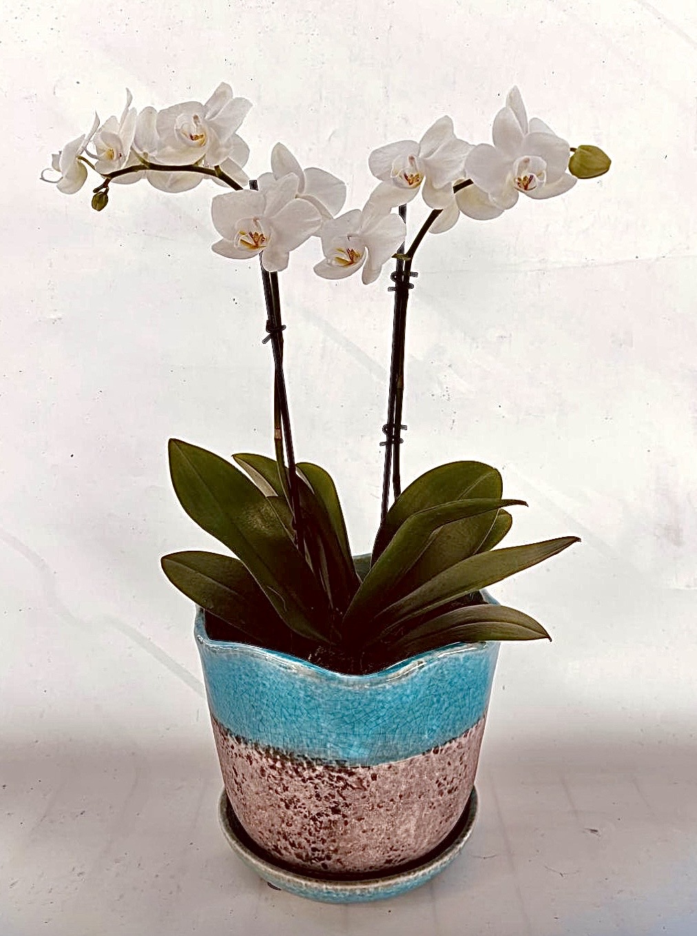 Double White Phalaenopsis Orchids