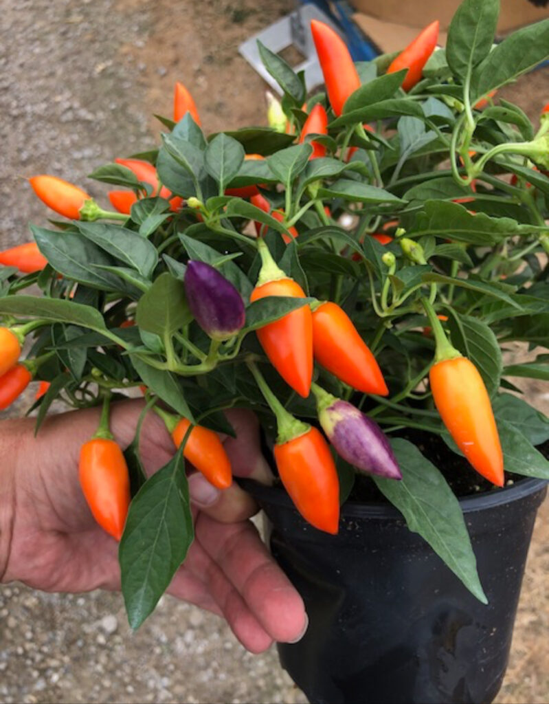 Ornamental Pepper Plant Calyx Flowers, Inc