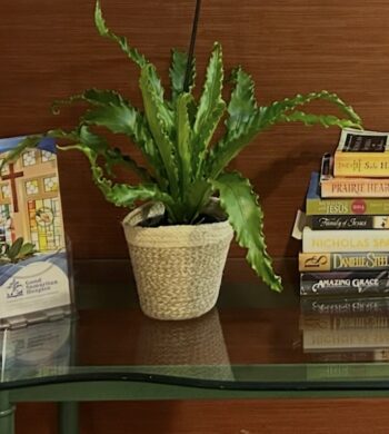 Japanese Birds Nest Fern