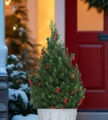 Majestic Alberta Spruce