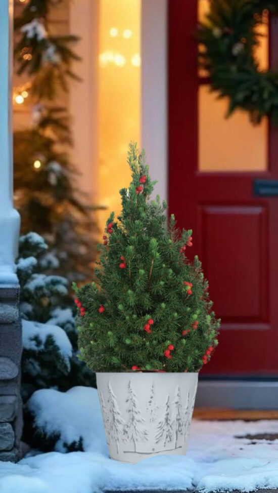 Majestic Alberta Spruce