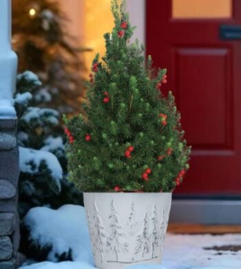 Majestic Alberta Spruce (limited quantity- order Today)
