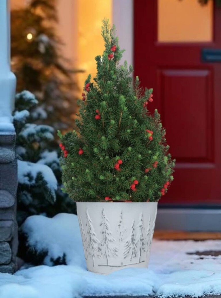 Majestic Alberta Spruce (limited quantity)