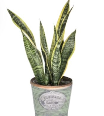 Snake Plant "Sansevieria"