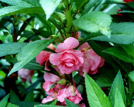 Garden Balsam – Impatiens balsamina